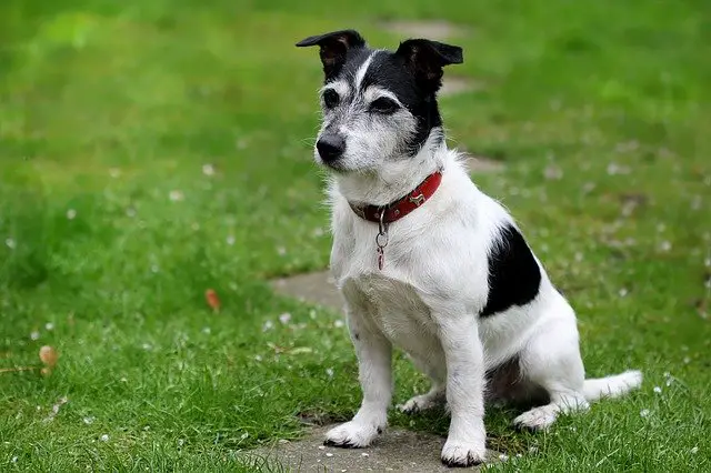 Dog in Pain After Glands Expressed