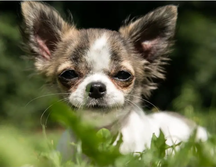 are-chihuahuas-hard-to-potty-train