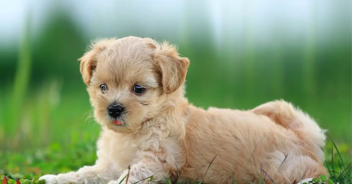 Can Dogs Eat Tapioca? 5 Types + 5 Starchy Foods Your Dogs Love