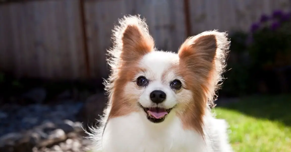 Can Dogs Eat Water Chestnuts? 4 Benefits + 4 Ways To Eat