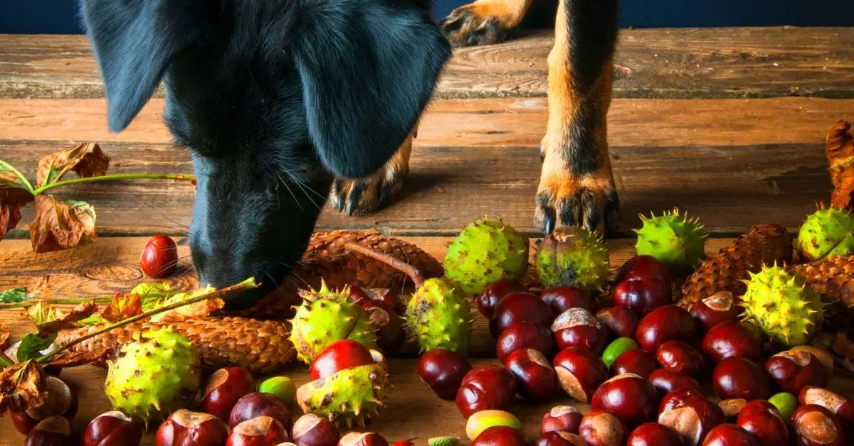 Can Dogs Eat Chestnuts? 5 Benefits + 5 DangersTo Watchout For