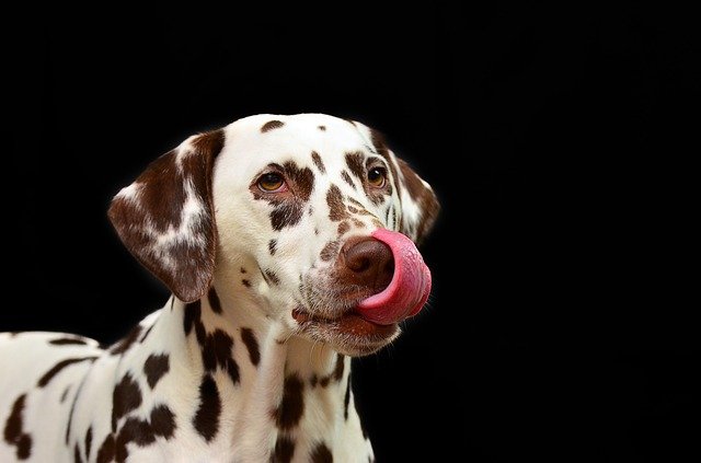 Why do Dogs Stick Out Their Tongue?