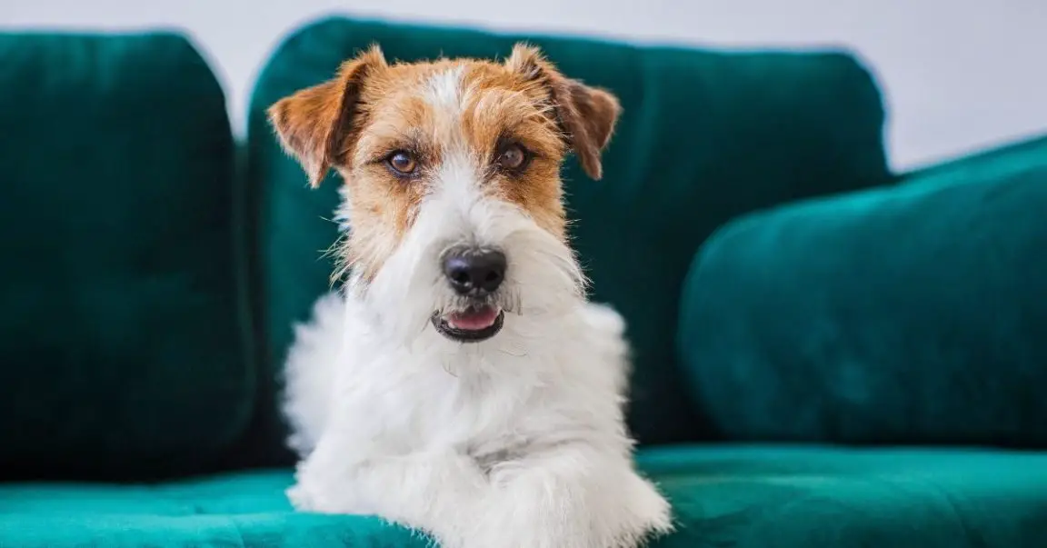 Do Dog Whiskers Grow Back?+3 Real Reasons Why They Fall By Experts