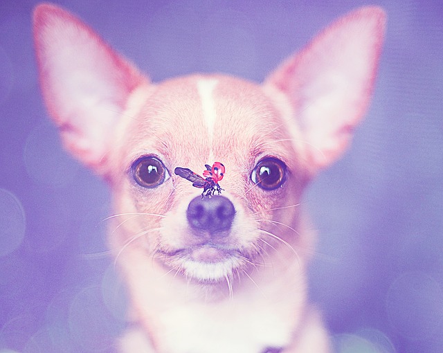 Can Chihuahuas see in the dark?