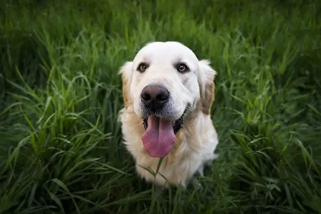 Why do Dogs Stick Out Their Tongue?