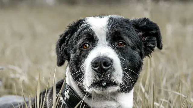 How many days can a dog go without pooping?