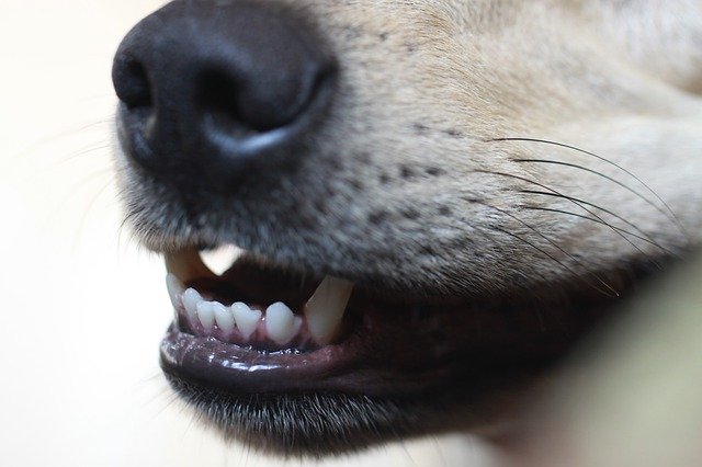 Why do dogs nibble on you?