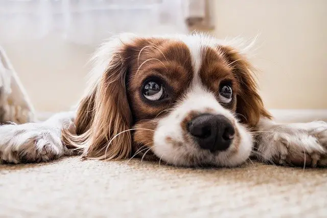 Why does my dog scratch the carpet?