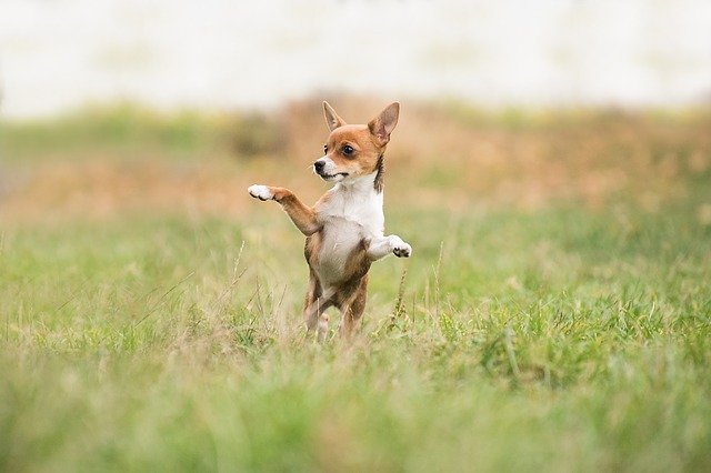 How many days can a dog go without pooping?