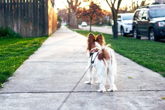Can Dogs Walk Backwards