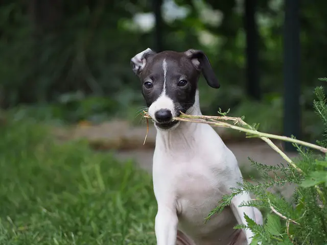 Why do dogs nibble on you?