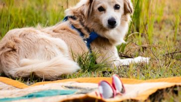 Why does my dog scratch the carpet?