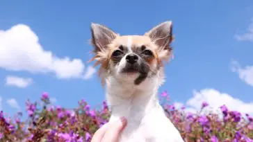 where do Chihuahuas like to be pet