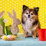 What Human Foods Can Chihuahuas Eat