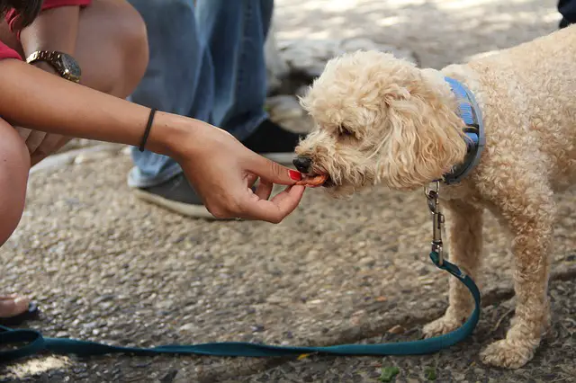 Can Dogs Eat Eggplant?