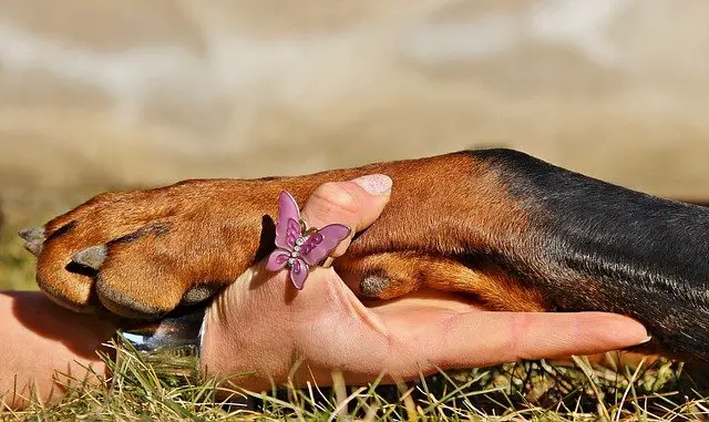 Does walking your dog trim their nails?