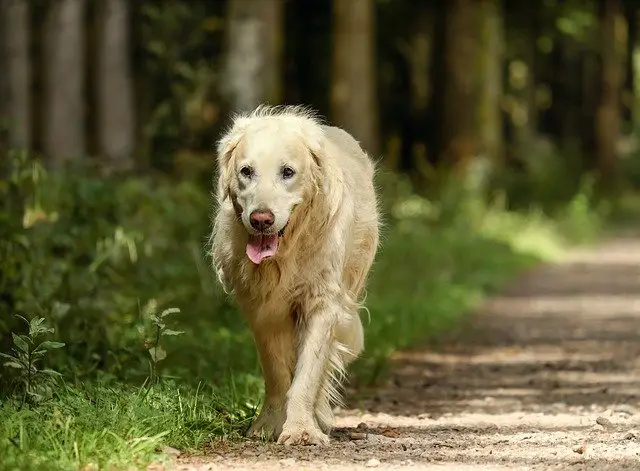 Can Dogs Walk Backwards