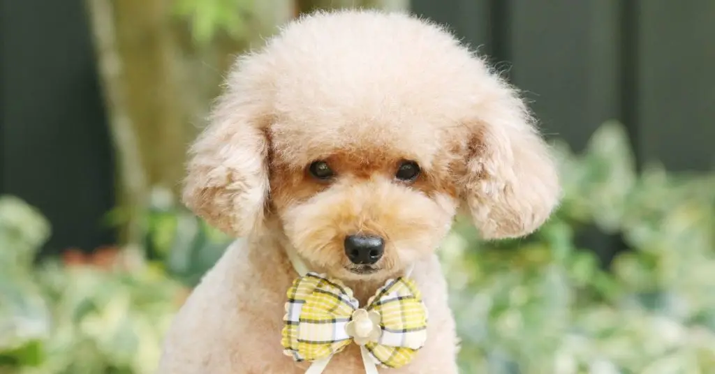 How Long Is A Dog's Memory Span? +14 Dog's Memory FAQs