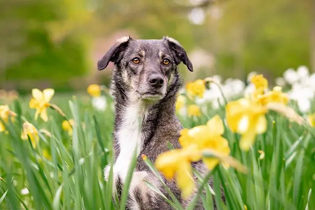 How many days can a dog go without pooping?