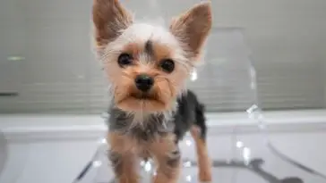 What Is the Best Haircut for a Yorkie?