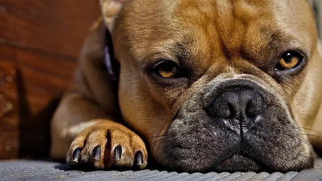 Does walking your dog trim their nails?