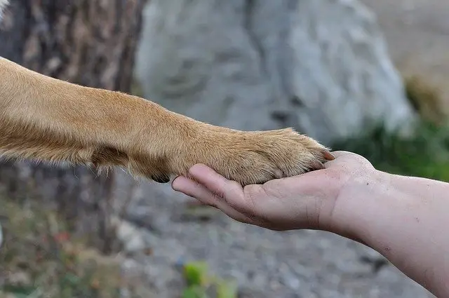 Does walking your dog trim their nails?