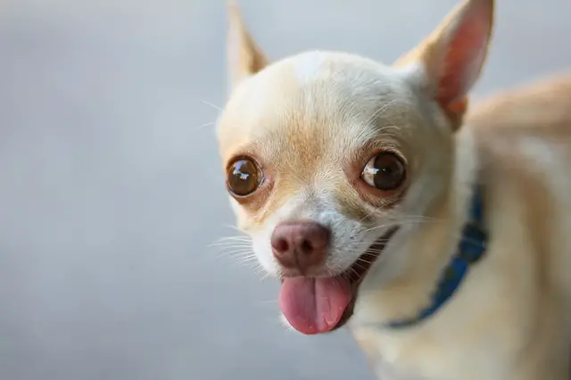 why do Chihuahuas hide their food