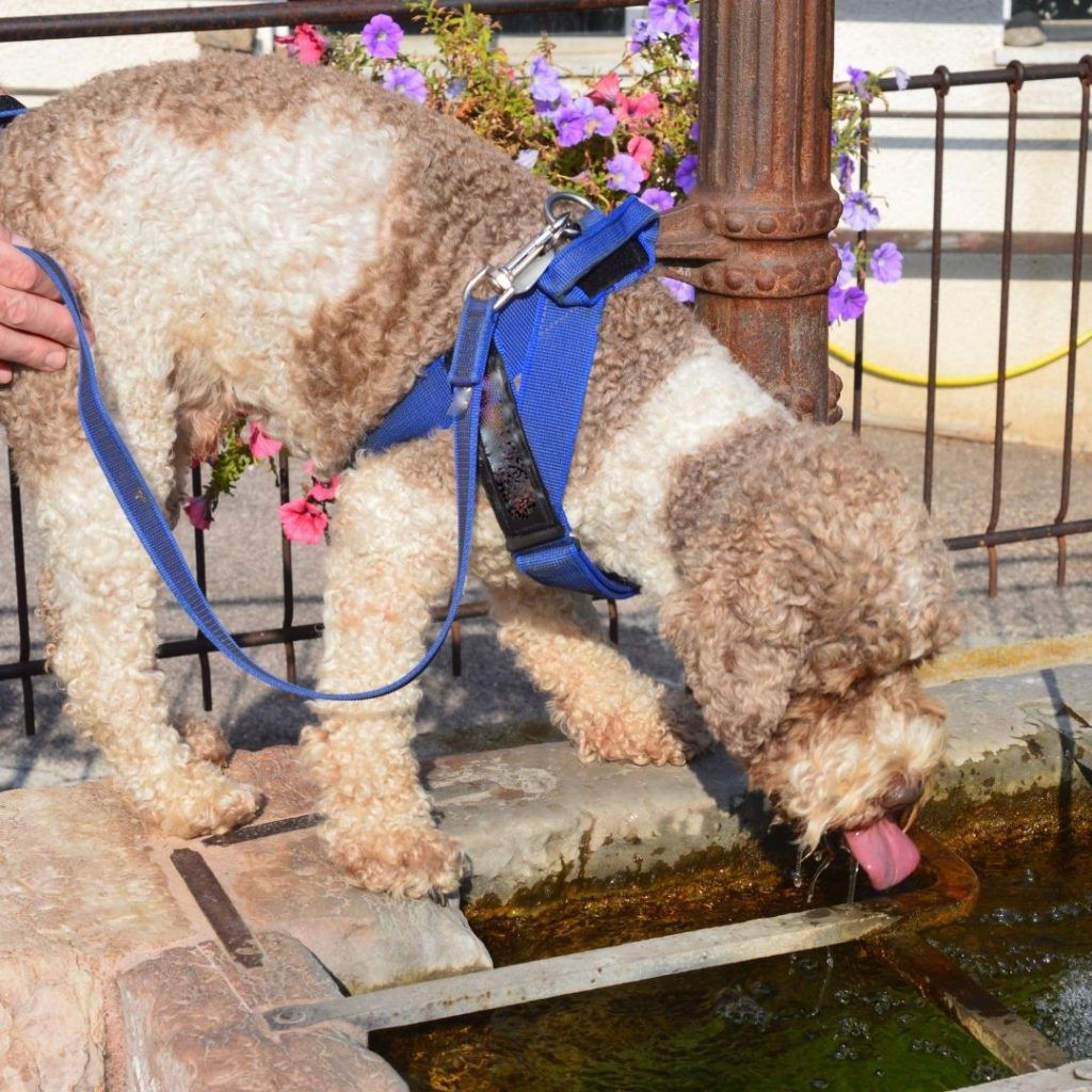 should-i-feed-my-dog-before-or-after-morning-walk