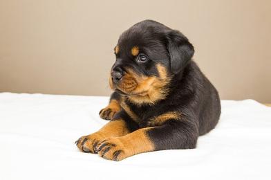 do all puppies shed their puppy coat