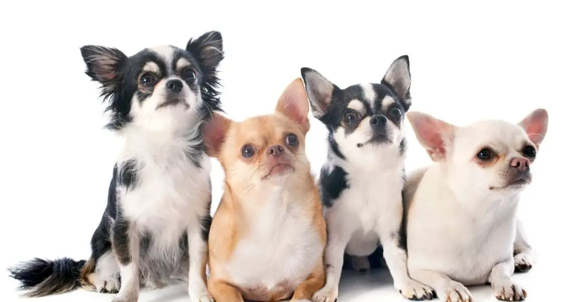 What Age Do Chihuahuas Go Into Heat? 4 Stages + 9 Heat Signs