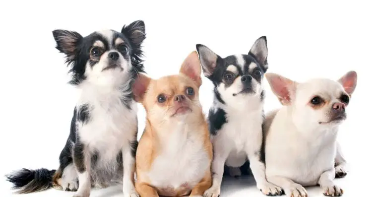 what-age-do-chihuahuas-go-into-heat