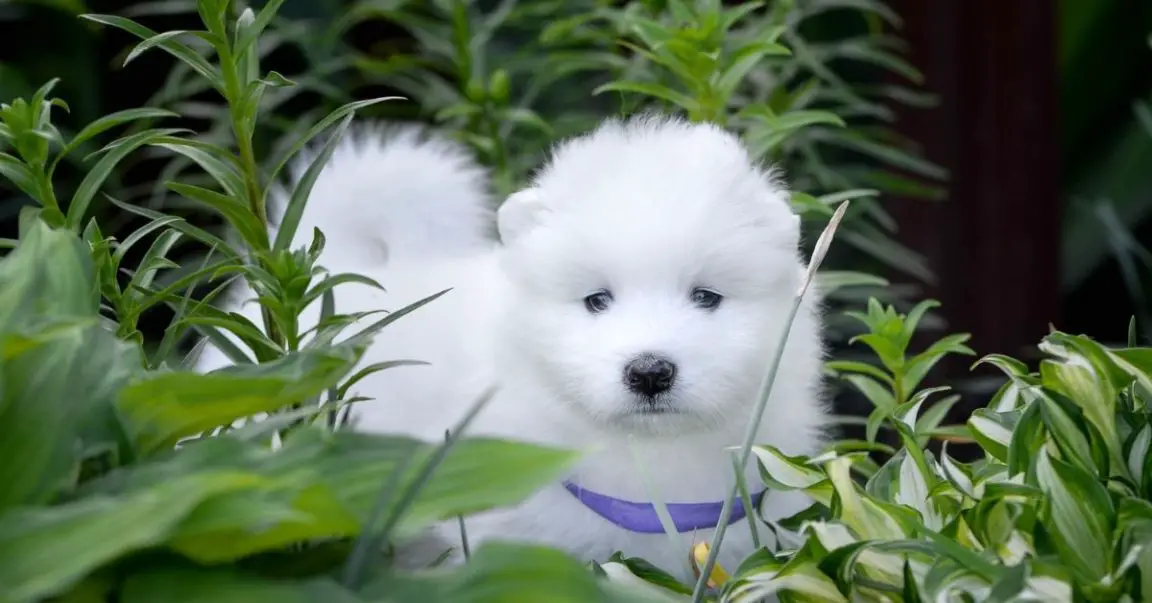 What Happens If A Dog Holds His Poop Too Long? + 4 Tips for Quick Potty