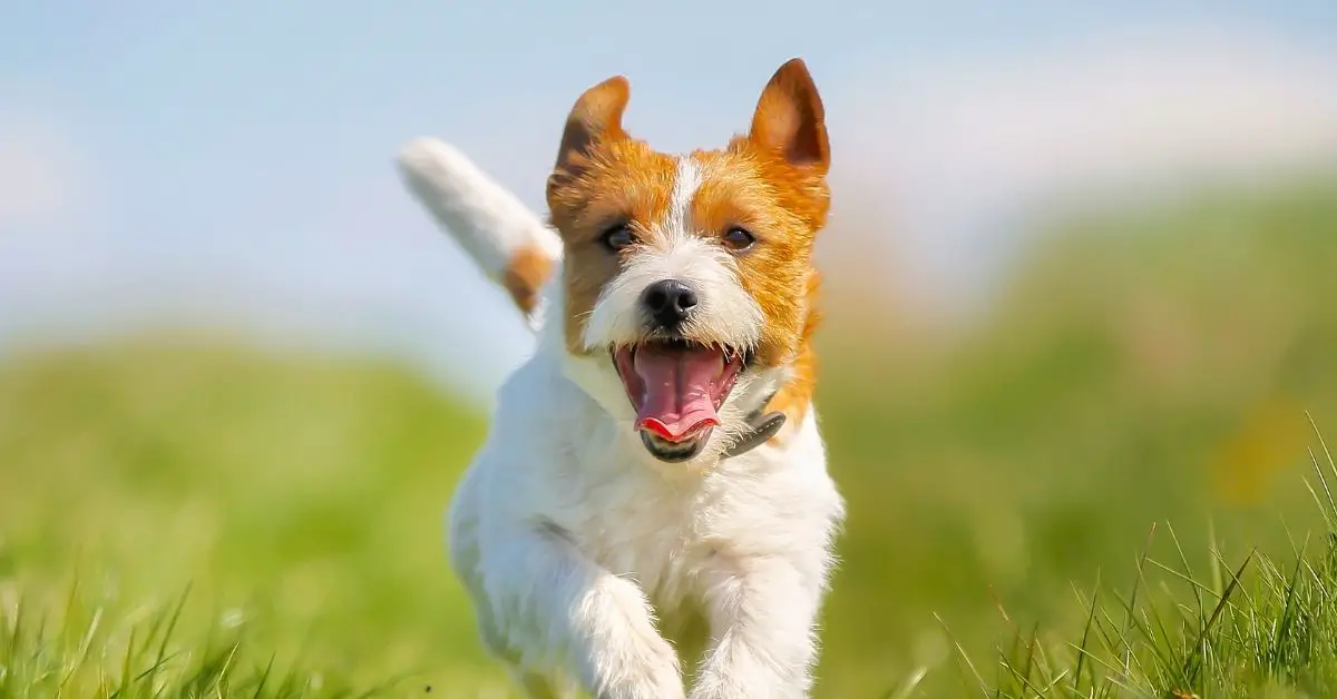 What smells do dogs hate the most 15 scents that repel dogs