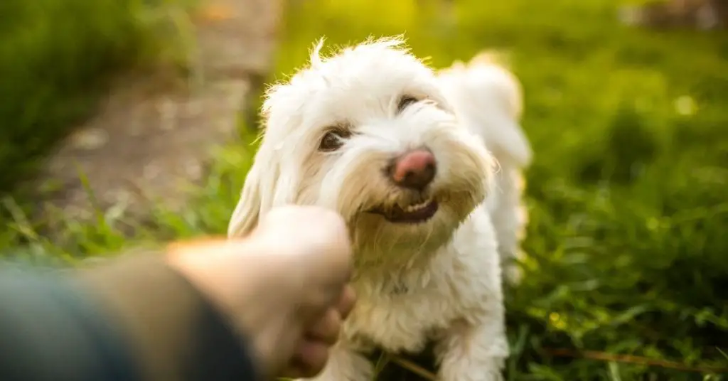 Why Do Dogs Jump On You And Bite? 6 Reasons + 3 Ways To Stop It