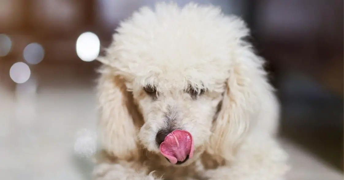 Why Do Dogs Keep Licking Their Nose? 12 Reasons + 4 Tips To Stop