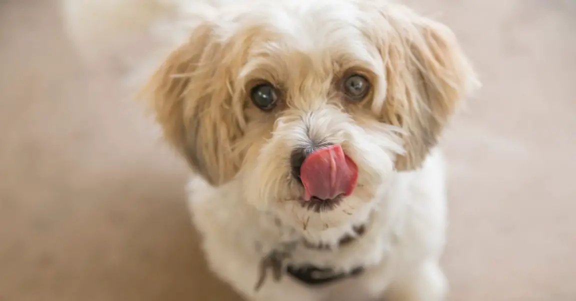 Why Do Dogs Lick Their Nose When You Pet Them? 3 Reasons + 4 Tips