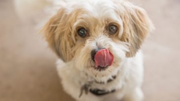 why-do-dogs-lick-their-nose-when-you-pet-them