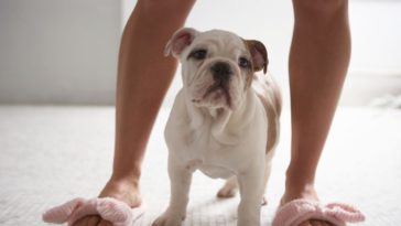 why-do-dogs-sit-next-to-you-in-the-bathroom