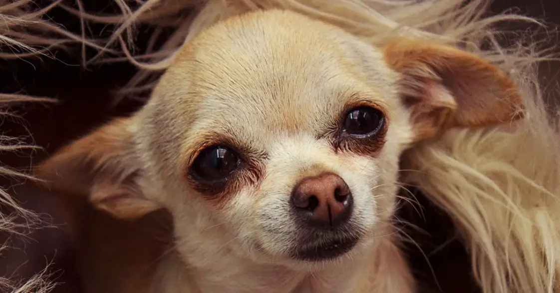 Why Is My Dog Avoiding Me? 6 Reasons + 7 Causes of Avoidance