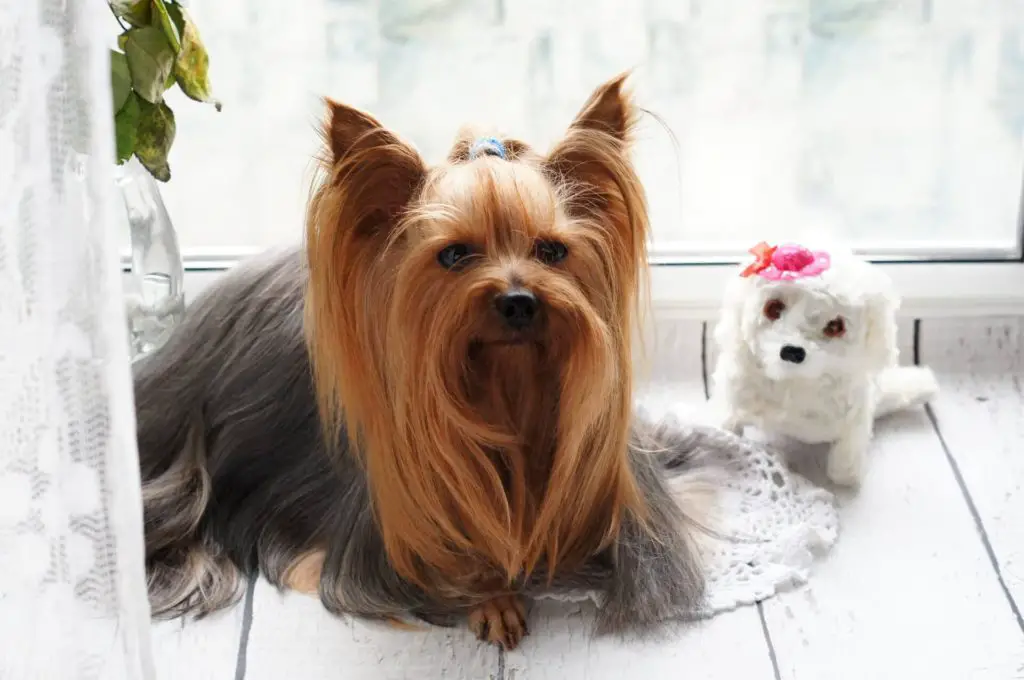 Are Yorkies Hypoallergenic?