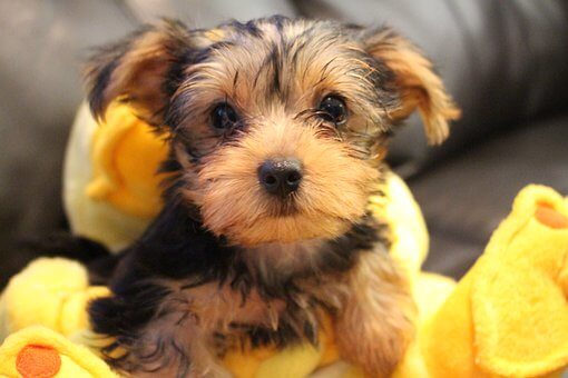 When To Neuter A Yorkie?