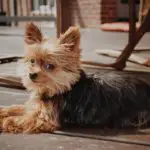 How To Get Rid Of Fleas On A Yorkie