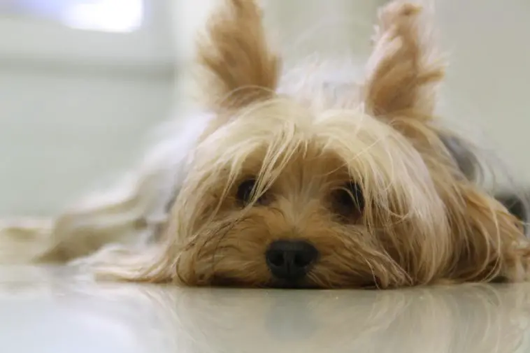 Why Do Yorkies Scratch Their Beds?
