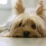 How To Groom A Yorkie Face?