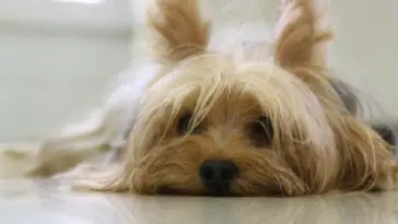 How To Groom A Yorkie Face?