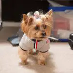 What Do Yorkies Like To Play With?