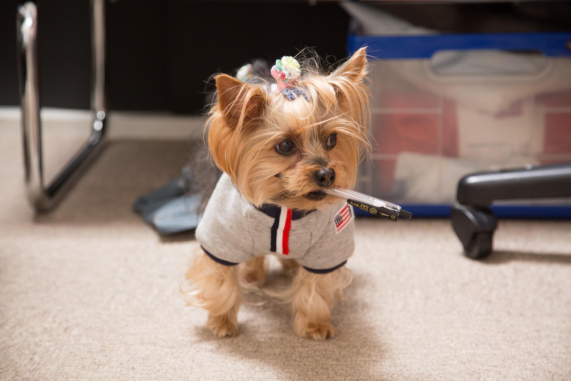 8 Things Yorkies Like to Do for Fun • Yorkies Gram