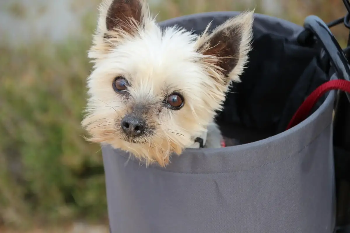 6 Reasons Why Does My Yorkie Snort Like A Pig 4 Treatment Steps