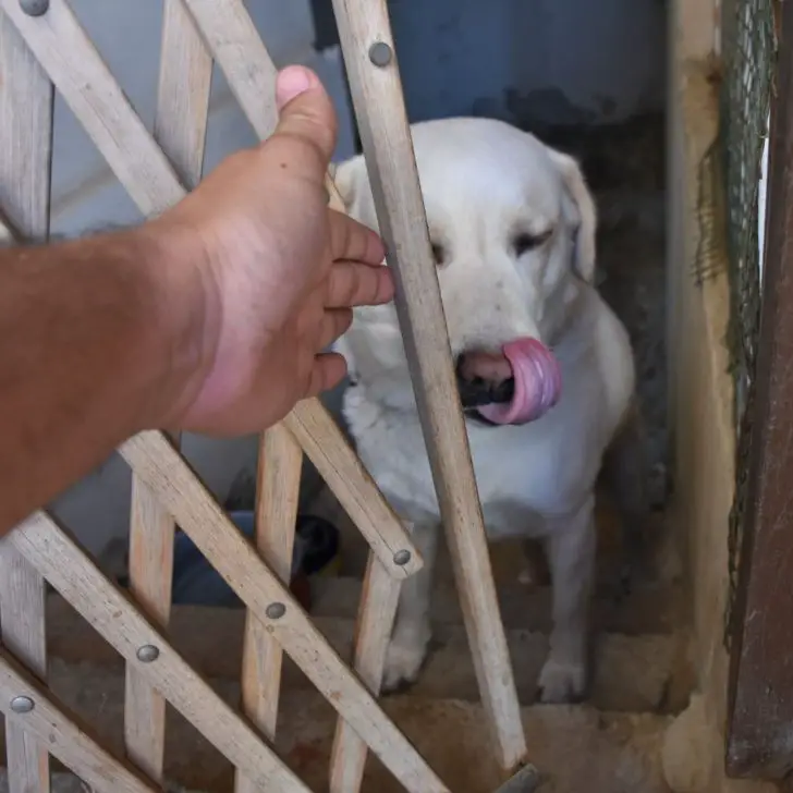 10 Reasons Why Does My Dog Lick Metal? + 5 Tips To Stop