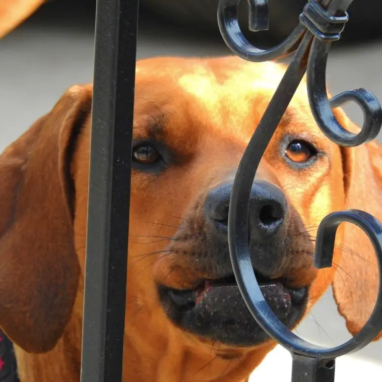 10 Reasons Why Does My Dog Lick Metal? + 5 Tips To Stop